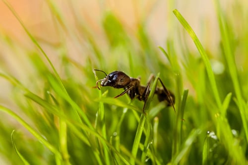 Ant-in-grass-scaled