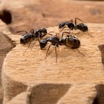 Carpenter Ants