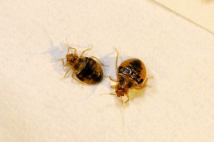 Bed Bug Nymphs