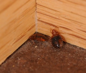 Bed Bugs in Corner