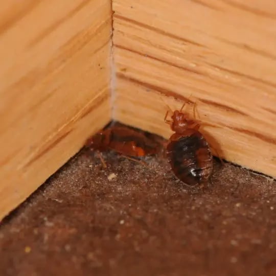 Bed Bugs in Corner
