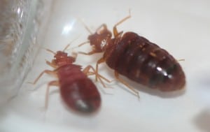 Adult Bed Bugs
