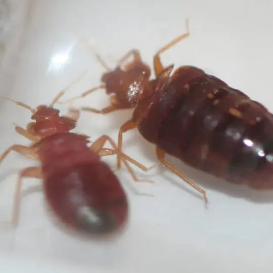 Adult Bed Bugs