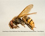 Hornet