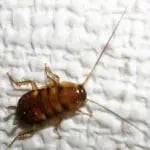 Cockroach