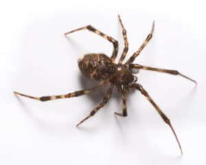 House Spider