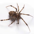 Spider Control