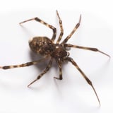 Spider Control