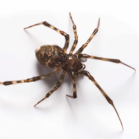 Spider Control