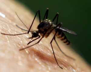 Mosquito on Skin