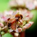 Honey Bee