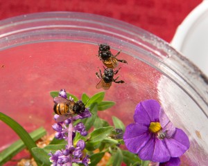 Honey Bees