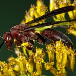 Paper Wasps