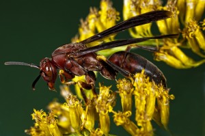 Paper Wasp