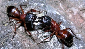ants