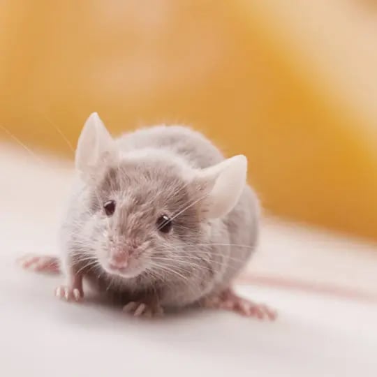 Bedding for mice outlet