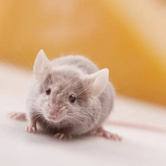 How to Keep Mice Away From Your Bed