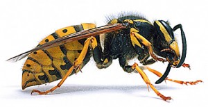 Asian Killer Hornet