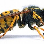 Asian Killer Hornet