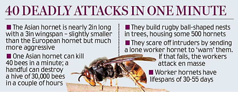 Asian Killer Hornet Facts