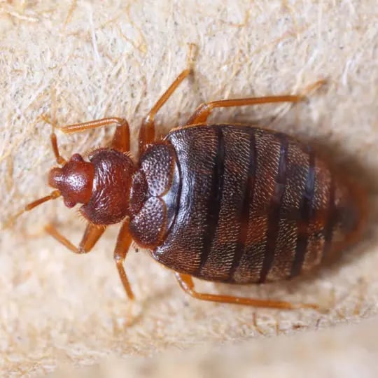 Bed Bug close up