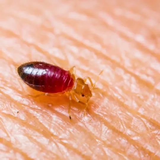 Bed Bug on skin