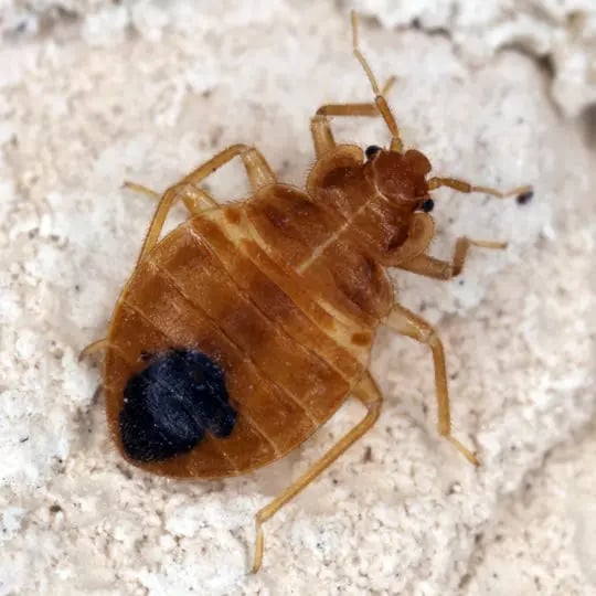 Where to Sleep if You Have a Bed Bug Infestation