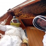 Beekeepers