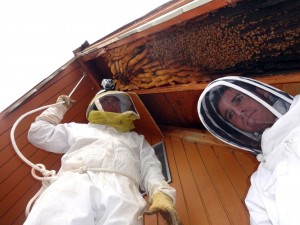 Beekeeper in Utah