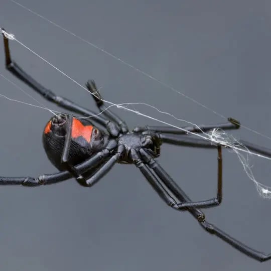 Black-Widow-Spider