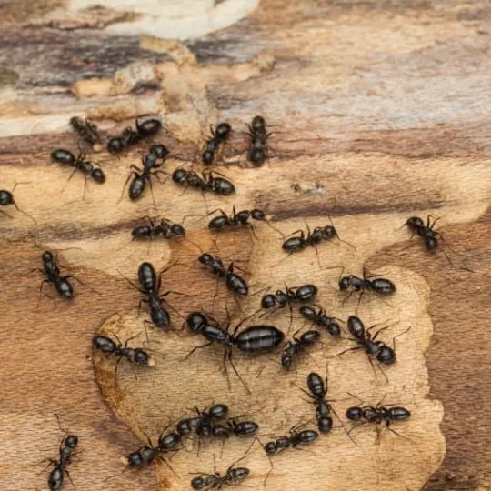 Black ants