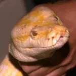 Bumese Python