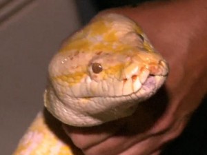 Burmese Python