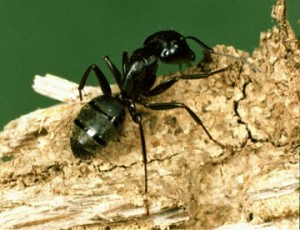 Carpenter Ant