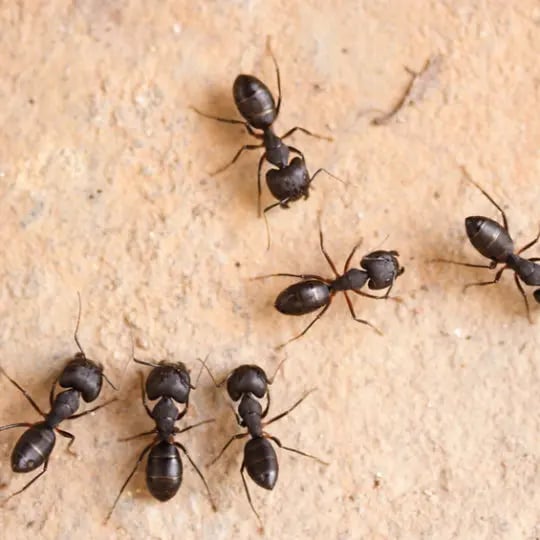 Pest Control Allentown, PA