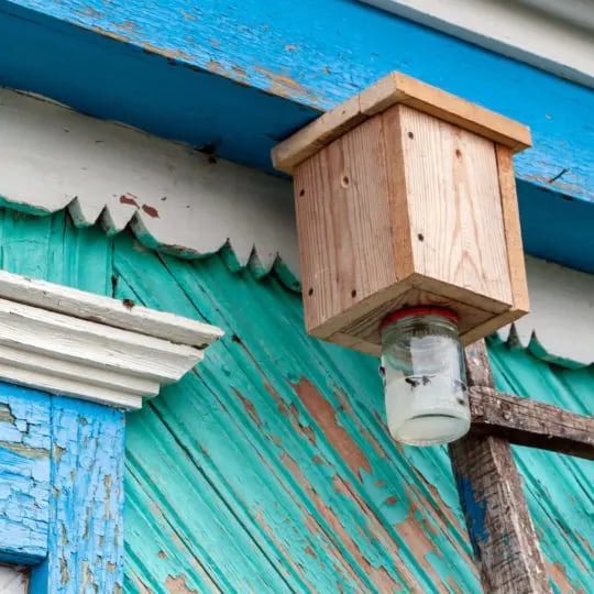 Carpenter Bee Trap