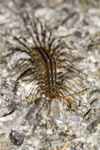 Home Centipede Invasions
