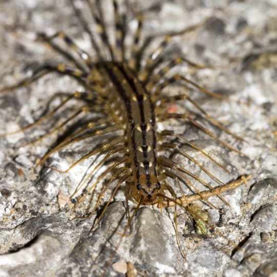 Centipedes