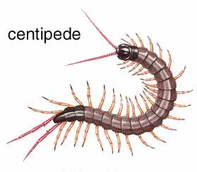Centipede