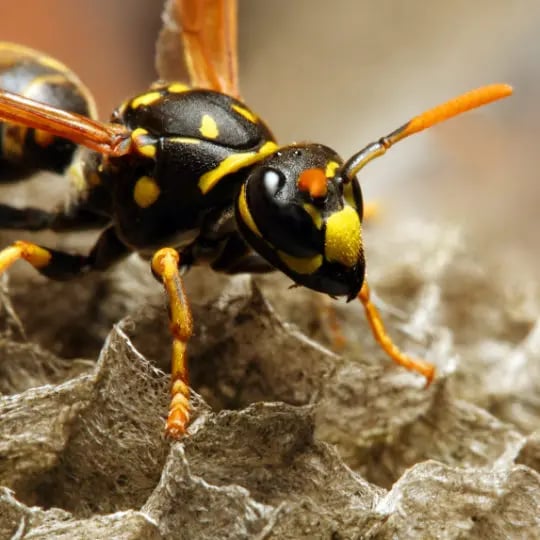 Common wasp
