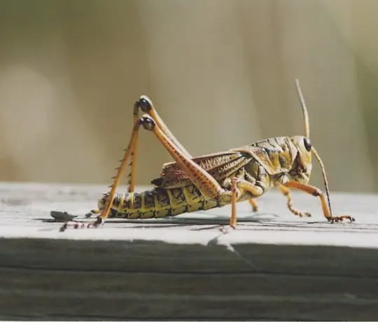 Crickets