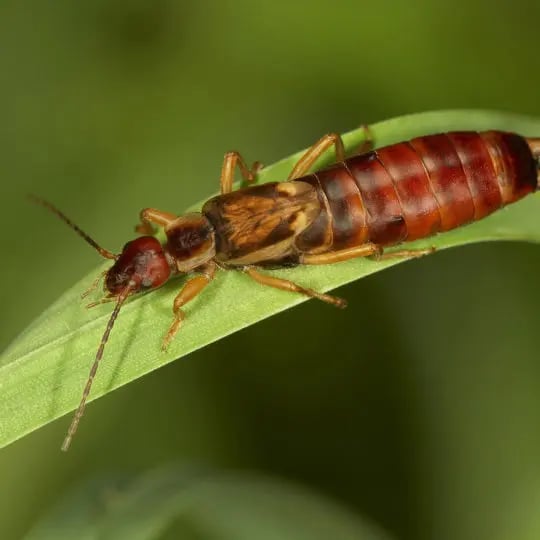 Earwig