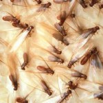 Eastern Termites