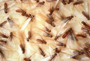 Eastern Subterranean Termites
