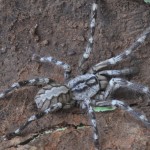 Tarantula