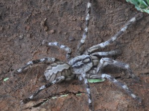 Enormous Tarantula Discovered