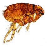 fleas