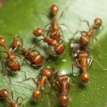 Fire Ants