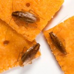 Cockroaches on food