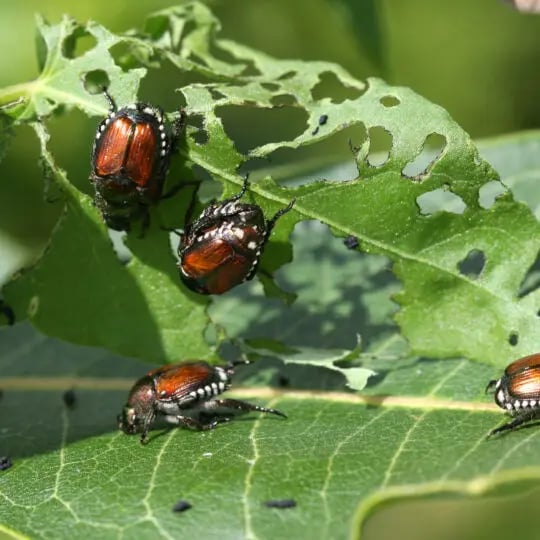 Japanese Beetle -  Popillia japonica